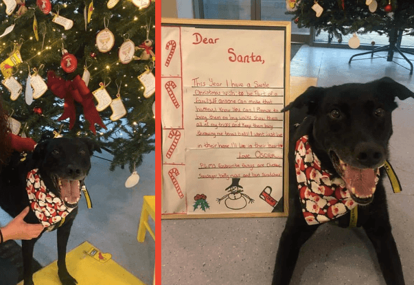 WATCH: After eight years, this Dublin dog’s Christmas wish to be adopted came true