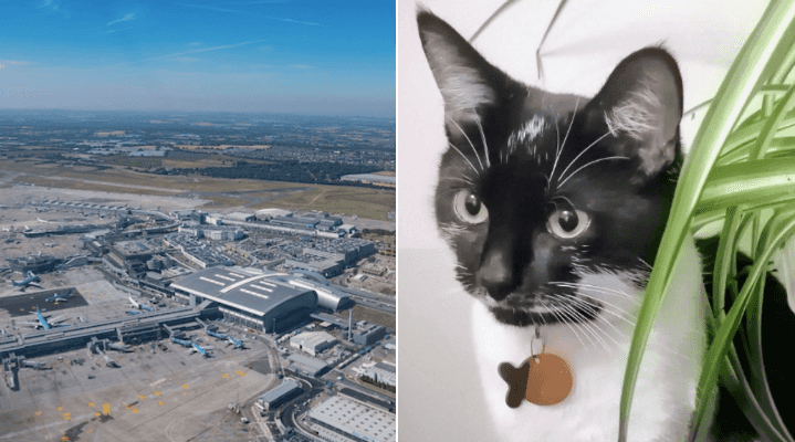 A cat missing since Christmas Eve was found at Dublin Airport this morning
