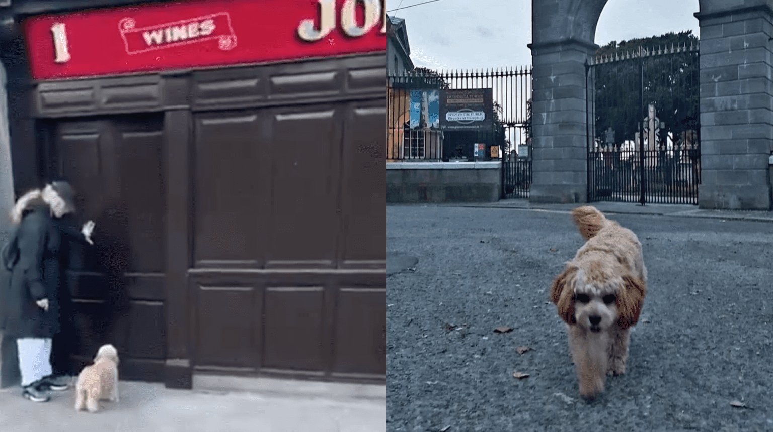 WATCH: Dublin pub shares adorable video of regular ‘fur buddy’ who stops by on every walk