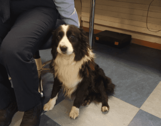 Gardaí seek to reunite owner with dog found on M50