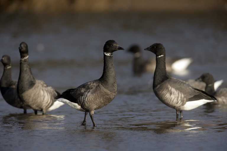 Spotted these unusual geese in Dublin? Experts explain where they come from and why they’re here