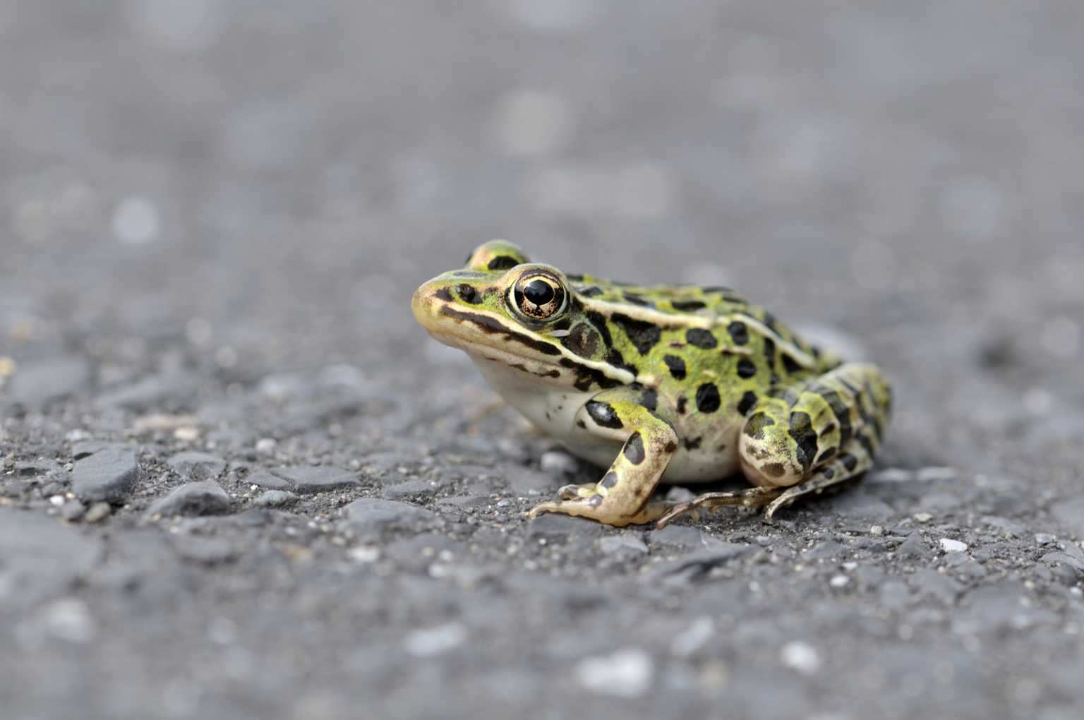 Dublin drivers being asked to watch out for frogs on the road