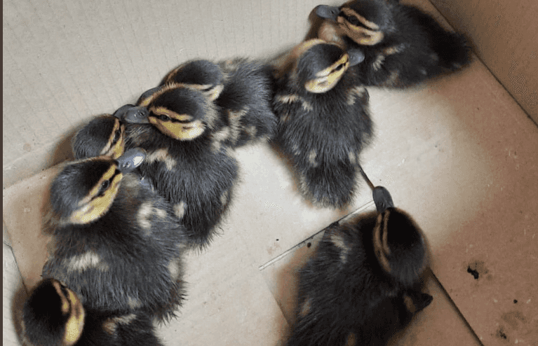 ‘Nine little orphans’ – DSPCA caring for ducklings rescued at Dublin train station