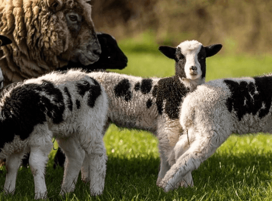 Tickets for the reopening of Airfield Estate are now on sale