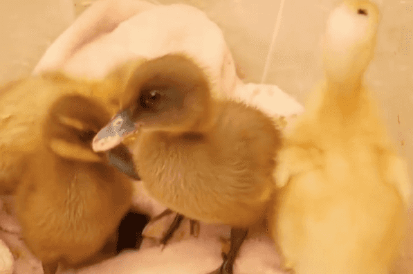 DSPCA issue ‘urgent warning’ as Tiktok trend leads to children buying ducklings for €5