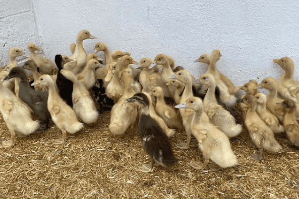 “Happy ending in store” as DSPCA looks to rehome mistreated ducklings