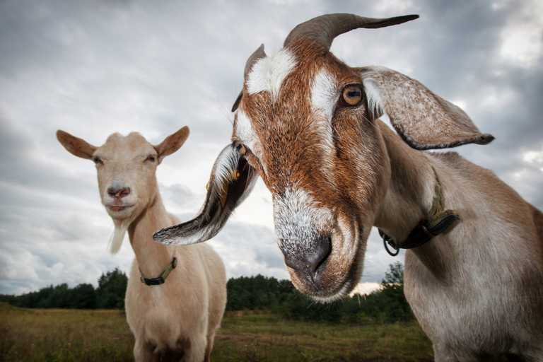 Irish company looking for Goat Herder on Howth Head and paying €45,000 a year