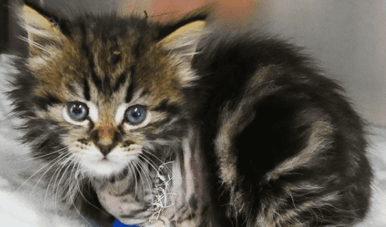 This rescue kitten named after Kelly Harrington is melting our hearts