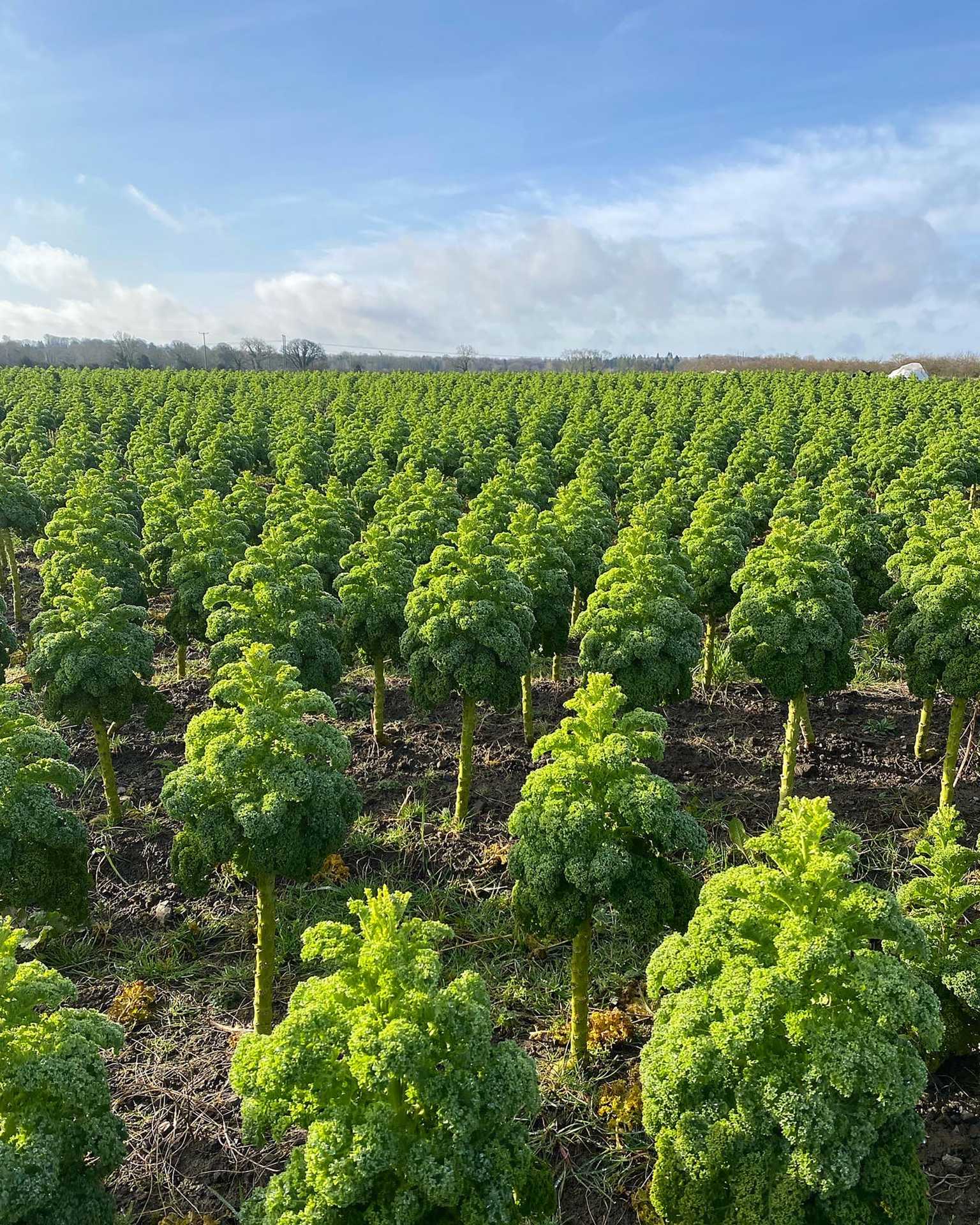 What to eat, drink, and do in Dublin right now