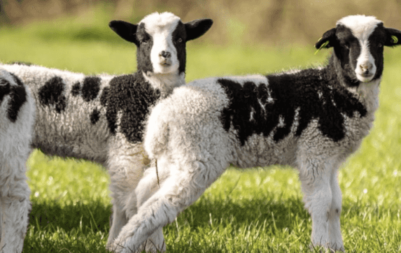 Airfield offer free visits for students doing Leaving and Junior Cert exams