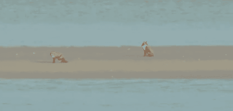 Coast Guard footage shows foxes trapped on sandbank after tide coming in