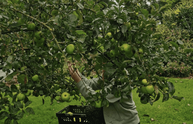 You can now barter your homegrown fruit and veg for pastries at Bread 41