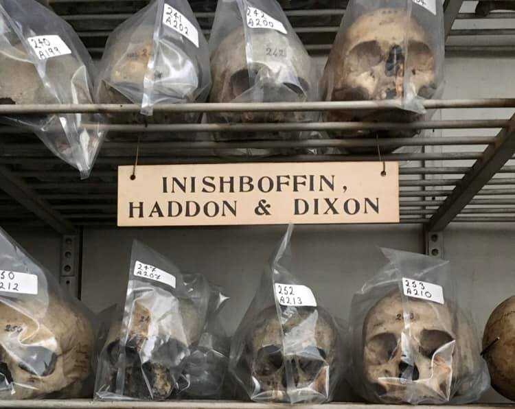 Trinity to return human skulls to Inishbofin and apologise for taking them without consent