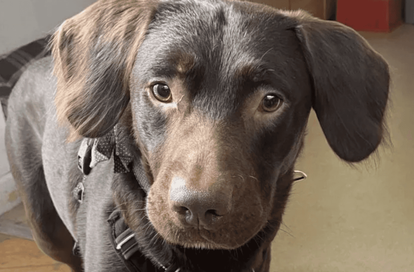 ‘Alcoholic dog’ first of its kind to be treated for addiction