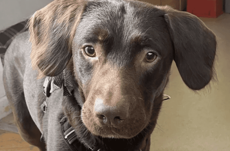 ‘Alcoholic dog’ first of its kind to be treated for addiction