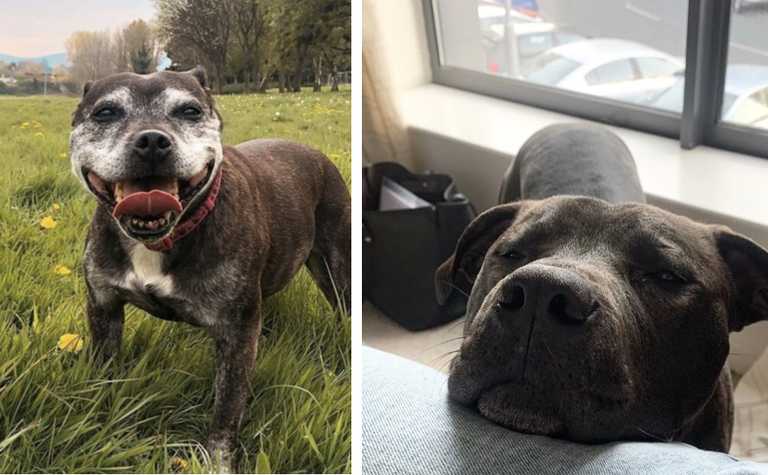 DSPCA launch ‘love-a-bull’ lounge to encourage adoption and spread positivity for bull breeds