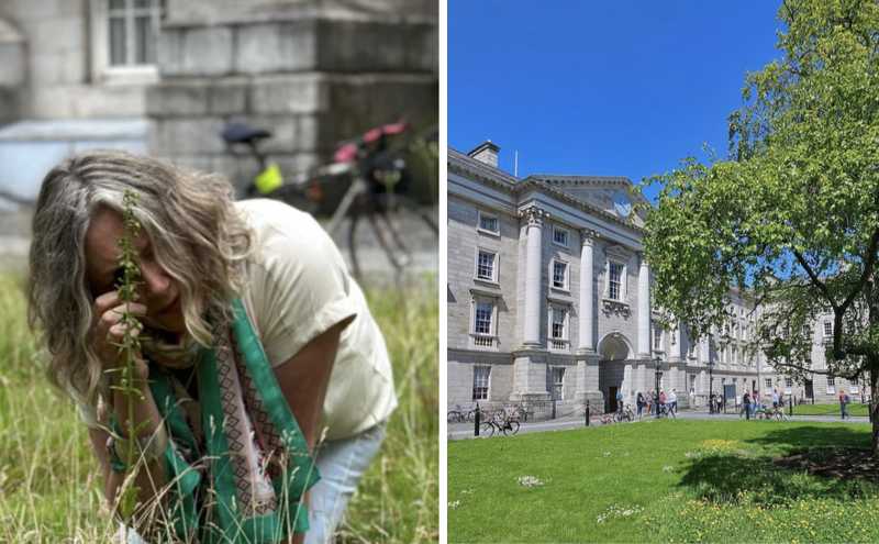 Rare Irish orchid discovered on Trinity lawn following No-mow May