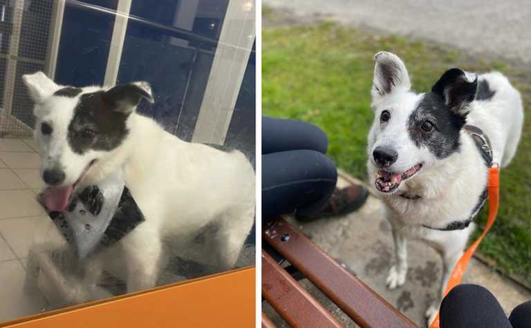 12 year old dog finds new home after spending 500 days with the DSPCA