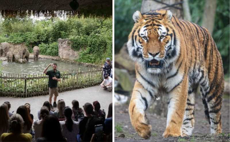 Dublin Zoo is giving away Golden Ticket lifetime passes this month