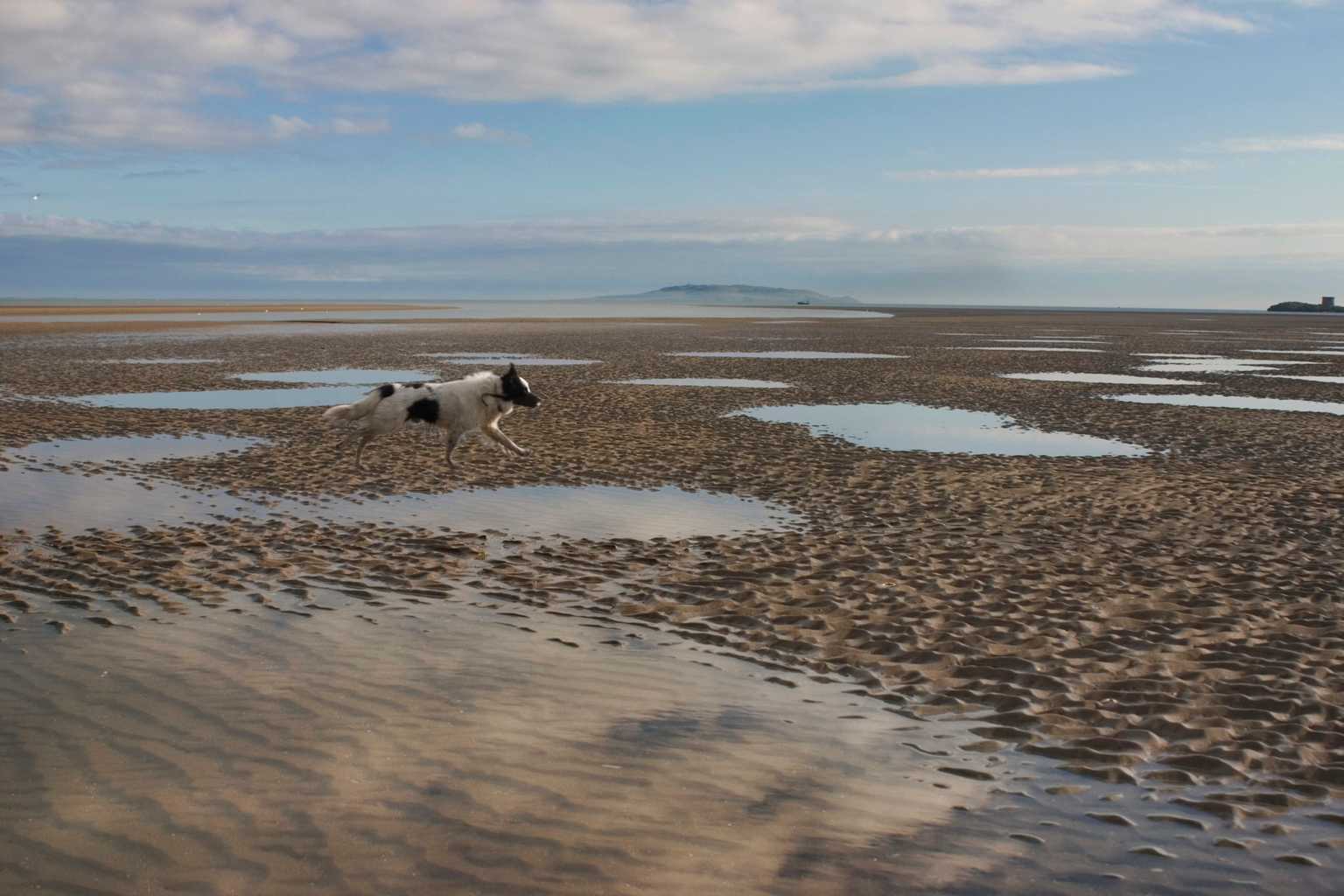 Dog dirt found in half of water samples collected from popular Dublin swimming spots
