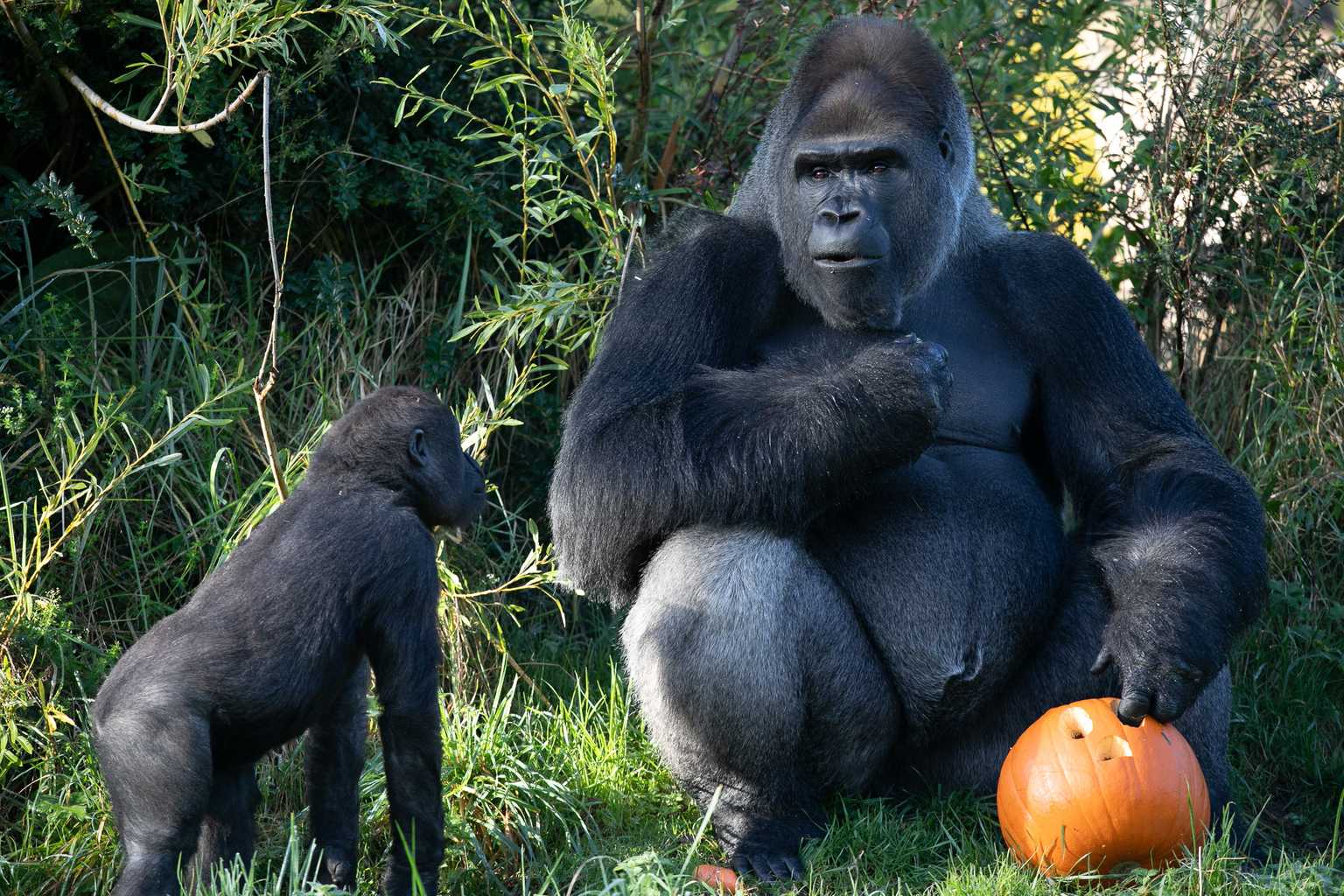 Kids in costume to go free at Dublin Zoo this Halloween weekend