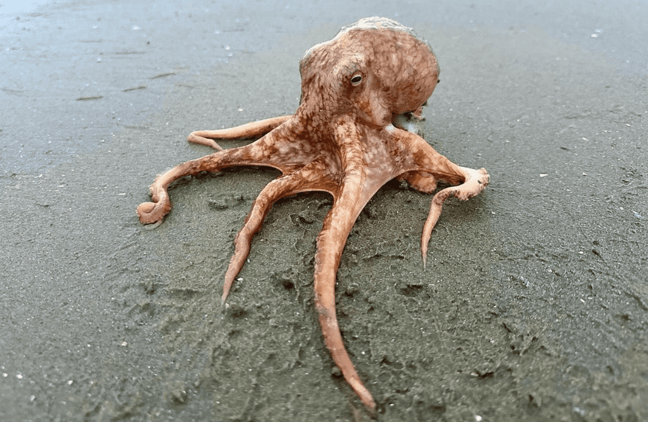 Octopus found fighting off seagulls on Dublin beach released back into the water