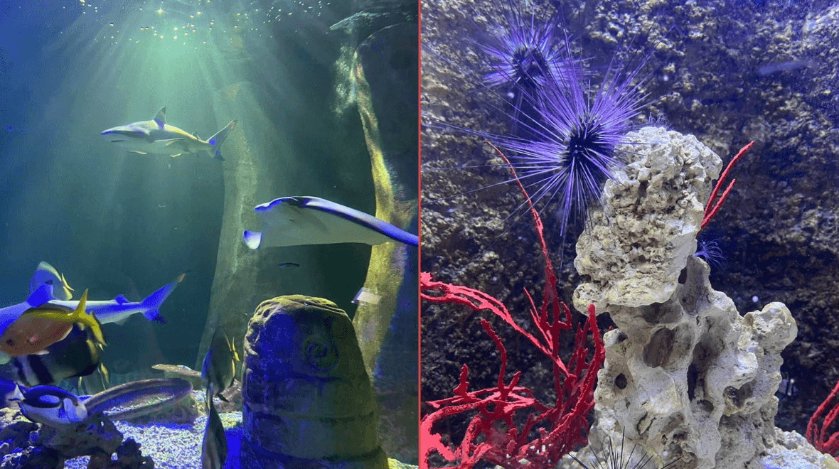 Bray Sea Life aquarium to shut down after over 25 years in operation