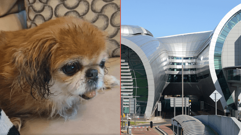 Dog abandoned at Dublin Airport finds permanent home ahead of Christmas