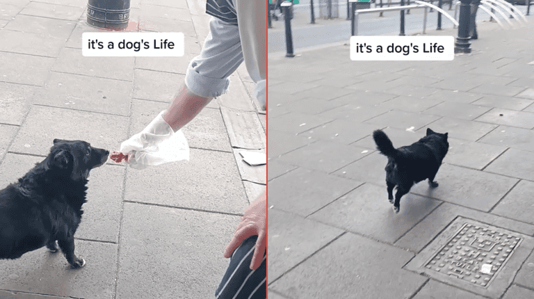 Beloved Ballyfermot dog known for daily visits to local butchers passes away