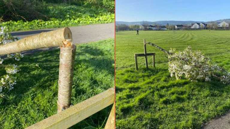 40 trees were vandalised overnight in South Dublin park