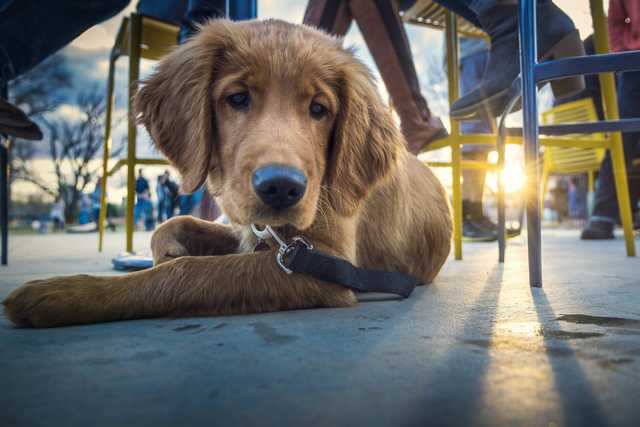 40 dog-friendly places to bring your pooch in Dublin 40 dog-friendly places to bring your pooch in Dublin