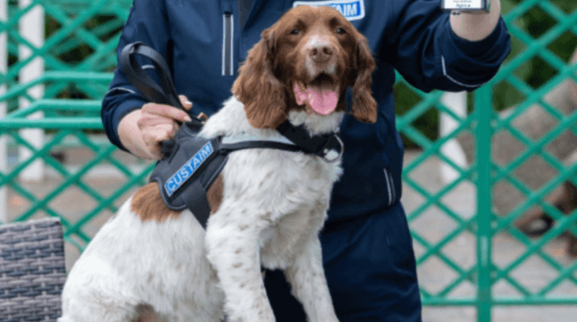 Drug detection dog receives hero award ahead of retirement