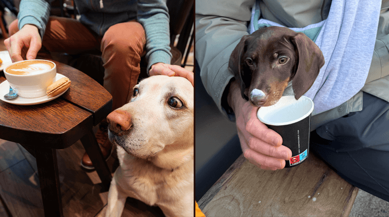 35 best dog-friendly places in Dublin: Pubs, cafés, and more