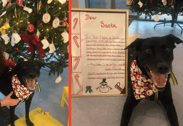 WATCH: After eight years, this Dublin dog’s Christmas wish to be adopted came true