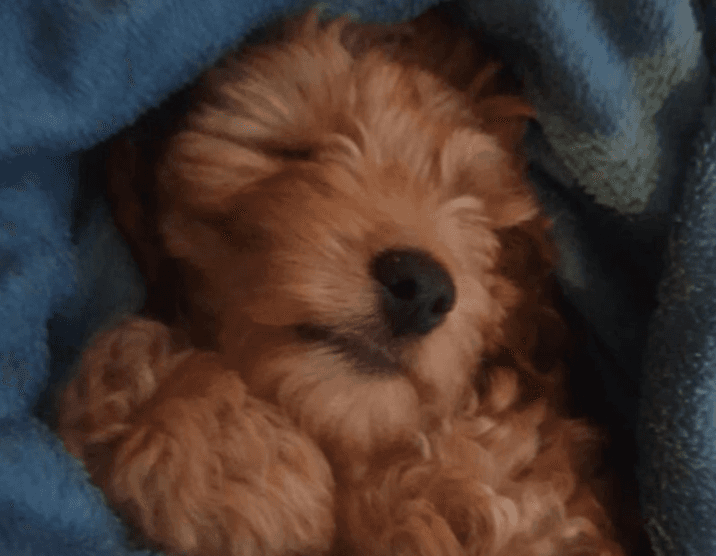 Dublin Fire Brigade called to rescue puppy from electric sofa