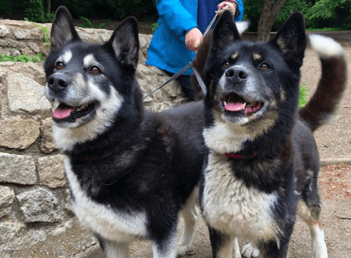 5 dog-friendly walks for you and your pooch this weekend