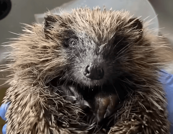 DSPCA rescues Mario the hedgehog from a drainage pipe in Dublin