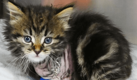 This rescue kitten named after Kelly Harrington is melting our hearts