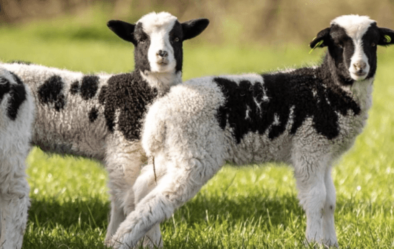 Airfield offer free visits for students doing Leaving and Junior Cert exams