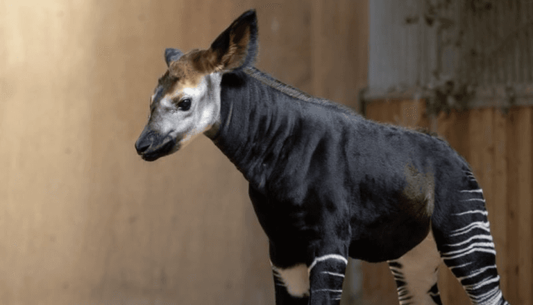 Dublin Zoo seeks perfect name for their new okapi calf