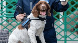Drug detection dog receives hero award ahead of retirement