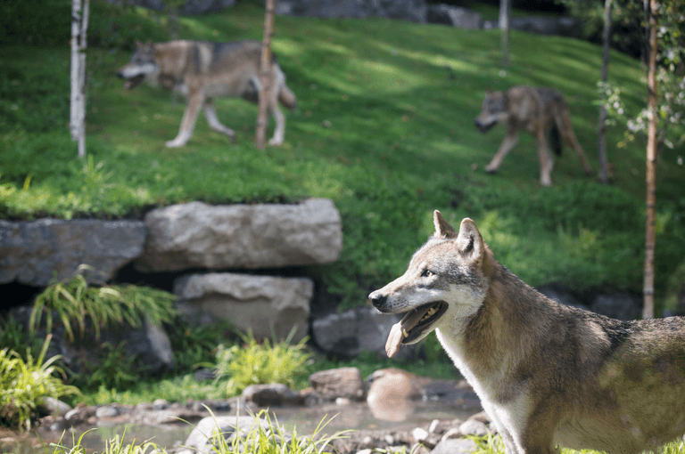 The New Wolves In The Woods Habitat Has Opened At Dublin Zoo The New Wolves In The Woods Habitat Has Opened At Dublin Zoo