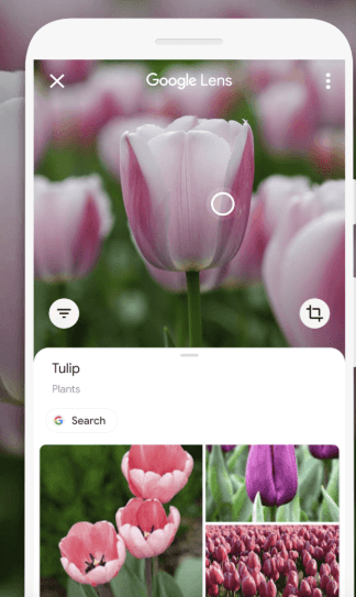 Google’s new camera feature can help identify thousands of Irish flowers, birds and insects Google’s new camera feature can help identify thousands of Irish flowers, birds and insects