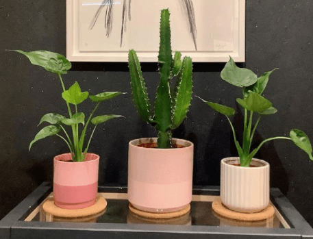 This pop-up for plant lovers will be at one of our fave Dublin cafes this weekend This pop-up for plant lovers will be at one of our fave Dublin cafes this weekend