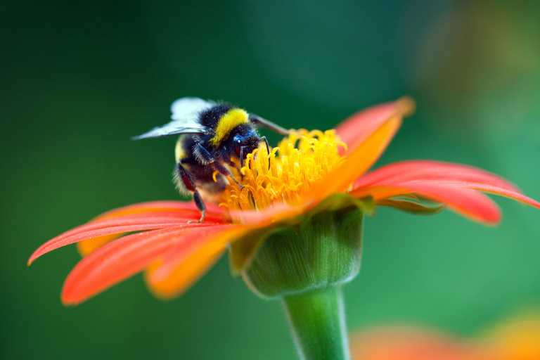 Here’s how you could WIN some amazing prizes and save Irish bees at the same time Here’s how you could WIN some amazing prizes and save Irish bees at the same time