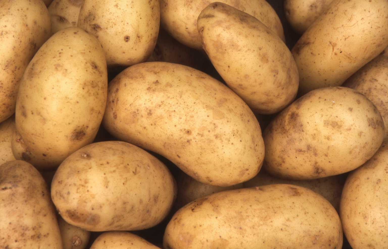 “Potato I Have”: Why Are We So Obsessed with Potatoes