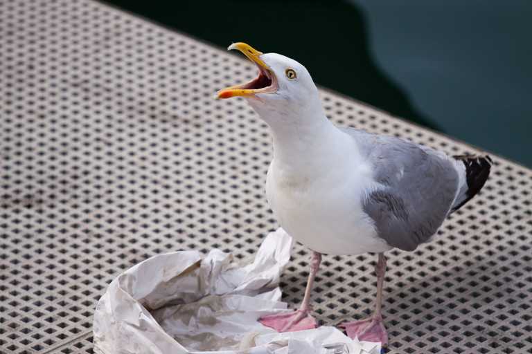 Plan to feed contraceptive pills to seagulls is flawed, says BirdWatch Ireland Plan to feed contraceptive pills to seagulls is flawed, says BirdWatch Ireland