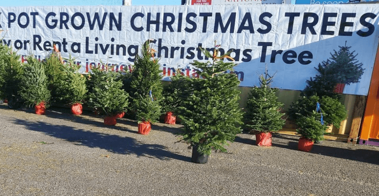 Dublin business lets you rent a Christmas tree, and re-rent the same one next year Dublin business lets you rent a Christmas tree, and re-rent the same one next year
