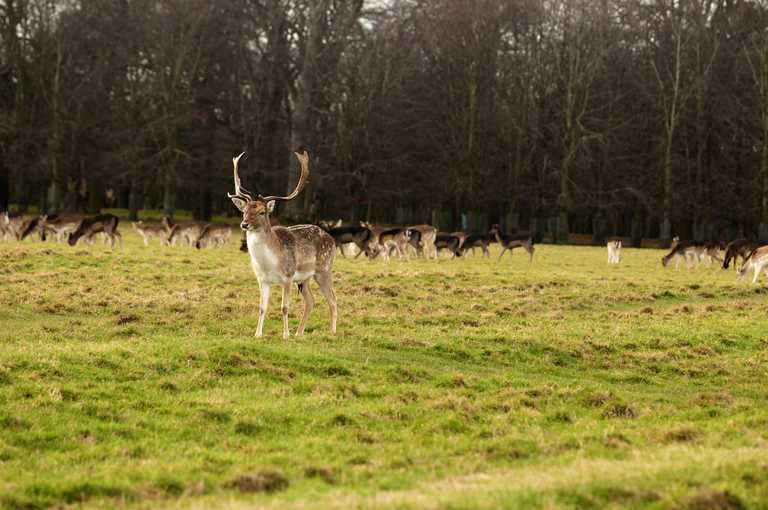 Wildlife group calls for deer to be removed from Phoenix Park Wildlife group calls for deer to be removed from Phoenix Park