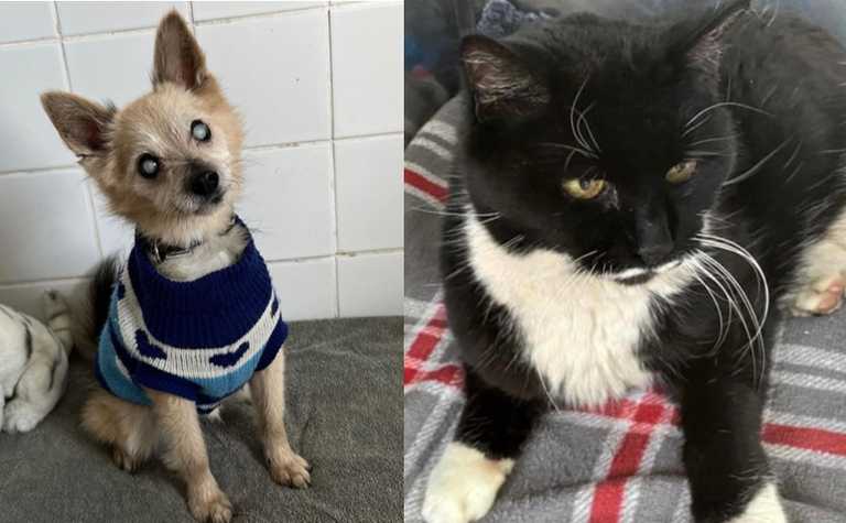 ‘This needs to be shared’ – DSPCA issue warning about the importance of microchipping your pets ‘This needs to be shared’ – DSPCA issue warning about the importance of microchipping your pets